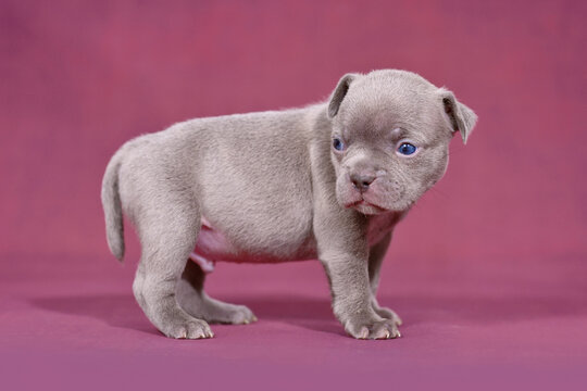 Cute  young purebred French Bulldog puppy with long nose and tail in front of studio background