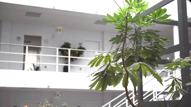 Indoor palmate-leaved plant rising from slender woody trunk in modern atrium with diffuse daylight, layered railings, clean biophilic interior, soft shadows, calm corporate ambiance