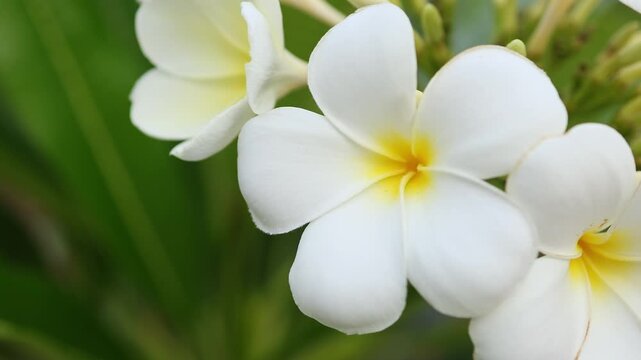 Cluster of white plumeria pudica flowers with yellow center blooming in tropical garden. Close up of bridal bouquet floral blossom with green leaves in nature outdoor park, exotic flora concept.
