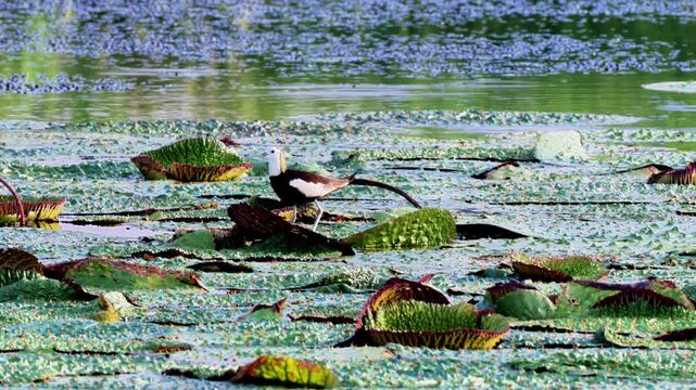Pheasant-tailed Jacana Walking and Flying on Euryale Leaves with Chick