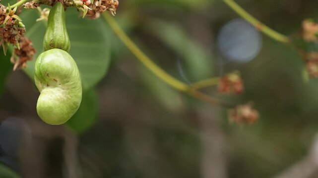 Young green cashew nut fruit hanging on tree branch in tropical orchard. Close up view of raw cashew nut growing on branch in exotic garden, organic agriculture concept.