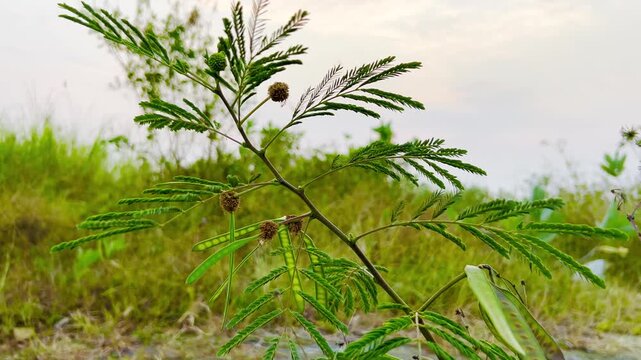 Close up of green mimosa plant with delicate leaves and small round seed pods in natural outdoor setting