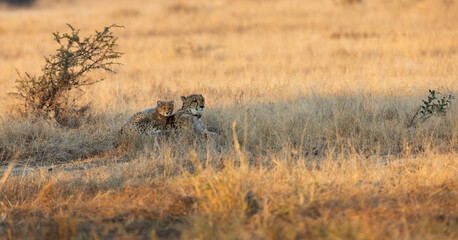 a cheetah mother with her small cubs © Jurgens