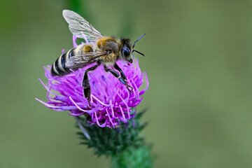 Bee colecting polen from a Greater burdock Arctium lappa flower closeup © radebg