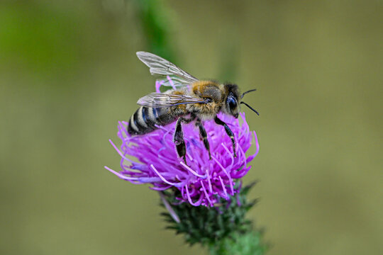 Bee colecting polen from a Greater burdock Arctium lappa flower closeup