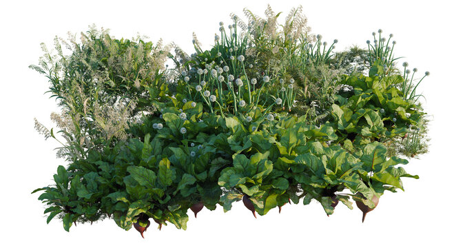 Allium cepa and Avena sativa and Beets tree line, Forest Edge, Backdrop cutout, isolate transparent background, Detailed Herb Garden Arrangement with Beetroot, Garlic