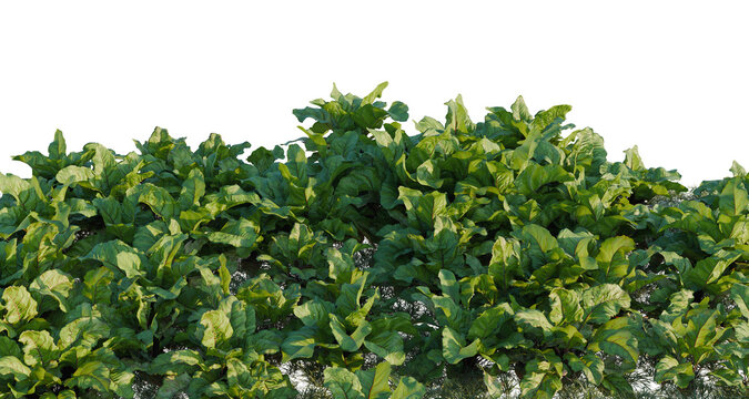 Beets tree line, Forest Edge, Backdrop cutout, isolate transparent background, Lush Green Leafy Plants Growing in Rich Soil, A Vibrant Natural Scene for Your Projects