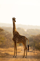 A portrait of a giraffe © Jurgens