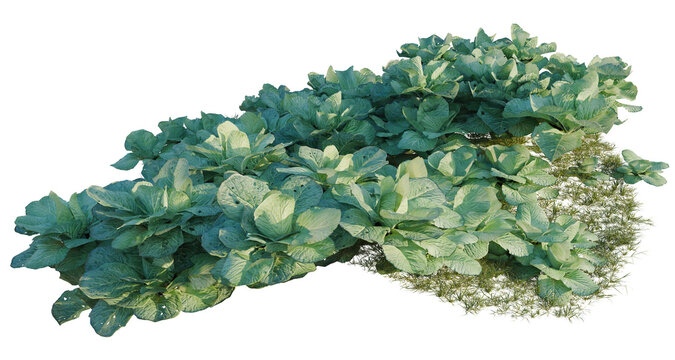 Brassica oleracea tree line, Forest Edge, Backdrop cutout, isolate transparent background, Detailed Rendered Cabbage Patch with Lush Grass Texture - Perfect for Landscape and Garden Design Elements