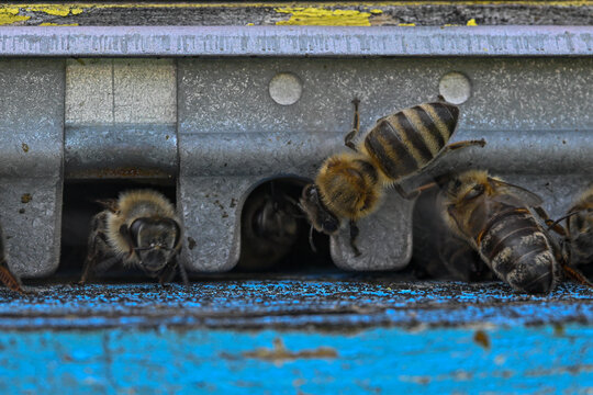 Bees at entrance to bee hive box