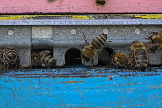 Bees at entrance to bee hive box