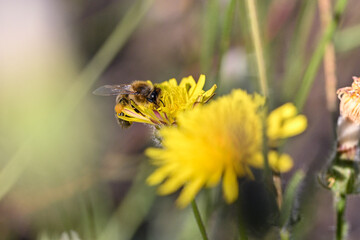 Honey bee covered with yellow pollen collecting nectar © radebg