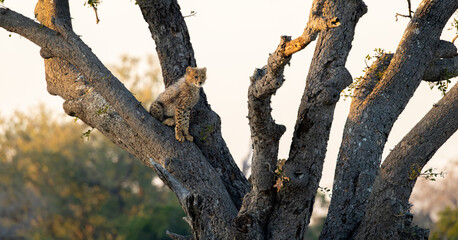 Fototapeta premium a young cheetah cub high up in a big tree
