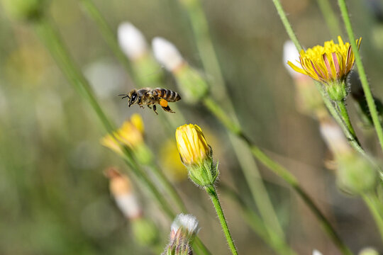 A honey bee on flower flying