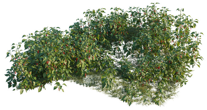 Capsicum annuum tree line, Forest Edge, Backdrop cutout, isolate transparent background, Chili Pepper Plant with Red Peppers - Lush Green Foliage and Vibrant Produce for Food Themes