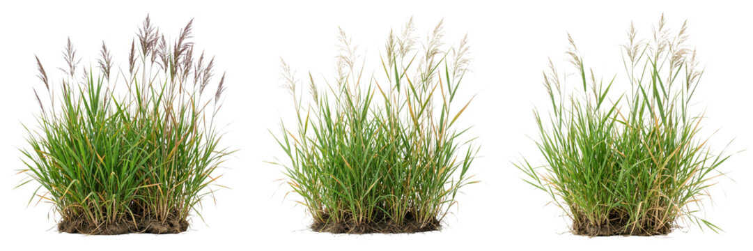 Three clumps of green decorative grass isolated on transparent background