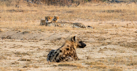 a spotted hyena watching the cheetah family © Jurgens