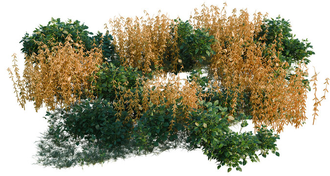 Glycine max tree line, Forest Edge, Backdrop cutout, isolate transparent background, Detailed shrubbery with lush green foliage and golden autumn tones for landscaping design