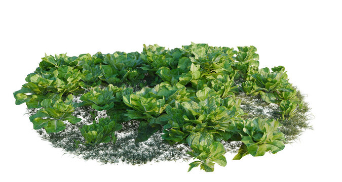 Lactuca sativa tree line, Forest Edge, Backdrop cutout, isolate transparent background, Fresh green leafy vegetables growing in soil, perfect for a farm or garden themed design.