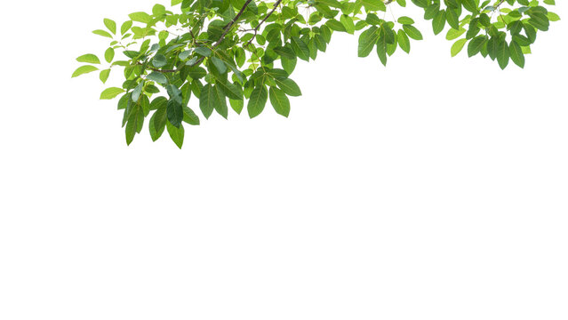 branch leaves or green leaf isolated. Tree Leaf Frame