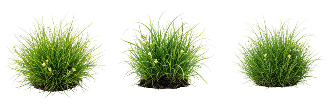 Three clumps of green grass with small yellow flowers, isolated on transparent background