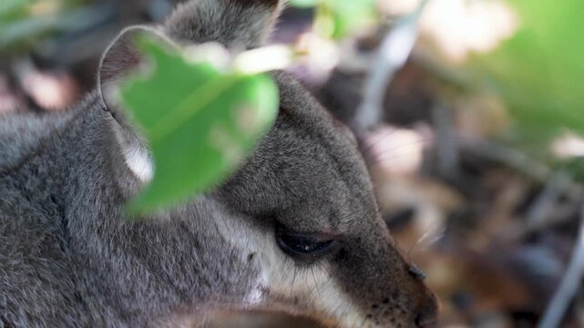 Yardie Creek wallaby partially concealed among vegetation in serene landscape