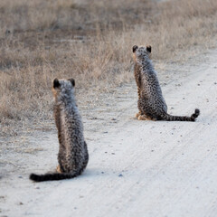 two cheetah cubs on the road looking away © Jurgens