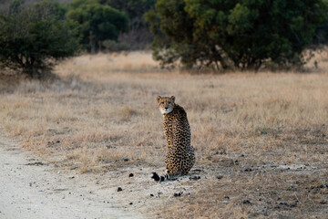 a big cheetah sitting and waiting  © Jurgens