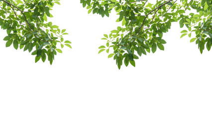 Obraz premium branch leaves or green leaf isolated. Tree Leaf Frame