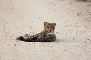a cheetah cub resting on the road © Jurgens