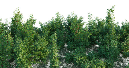 Fototapeta premium Rubus idaeus tree line, Forest Edge, Backdrop cutout, isolate transparent background, Dense raspberry bushes with ripe berries, lush foliage - perfect for design elements and backgrounds.