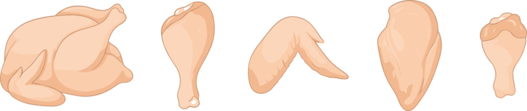 Raw chicken parts set with whole carcass drumstick wing breast fillet and gash isolated vector icon illustration