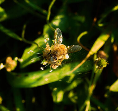 bee on a flower