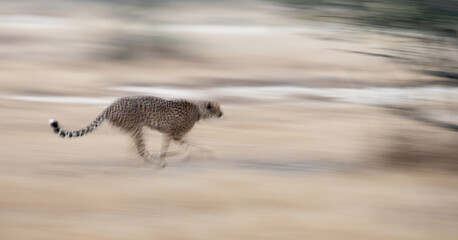 motion blur photo of a speeding cheetah © Jurgens