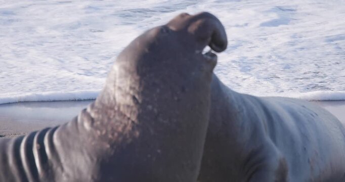 Young Male Elephant Seals Threat Display Before Fight