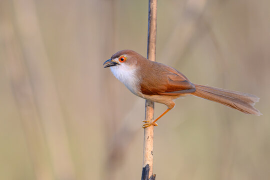 Yellow-eyed babbler (Chrysomma sinense) 