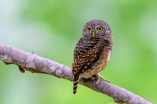close up of a collared owlet 