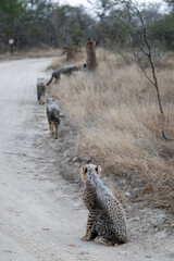 a cheetah mother with her small cubs © Jurgens