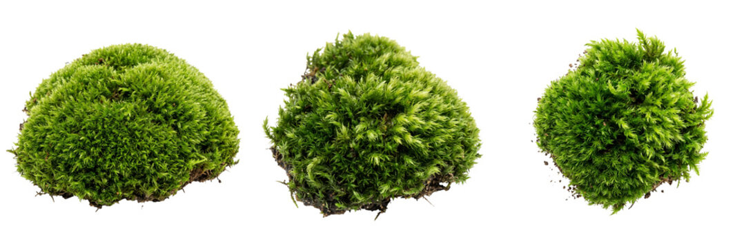Three clumps of green moss isolated on transparent background