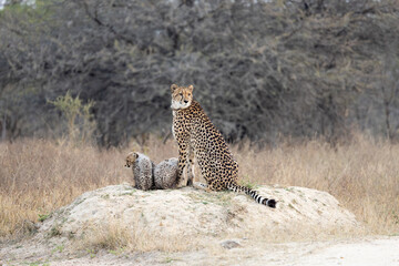 a cheetah mother with her small cubs © Jurgens