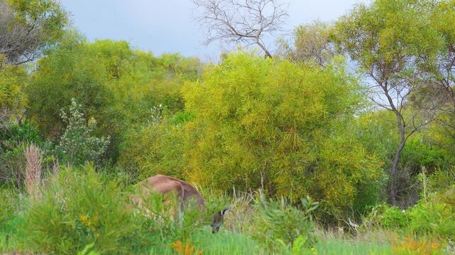 Kangaroos standing along a rural road in Western Australia at dusk