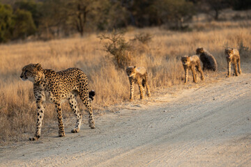 A cheetah family walking in a row © Jurgens