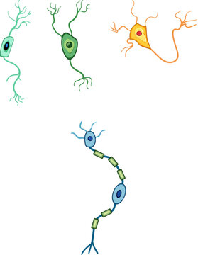 Various human nerve cells presenting different formations and structures, including multipolar, bipolar, unipolar, and myelinated neurons, vital for nervous system function