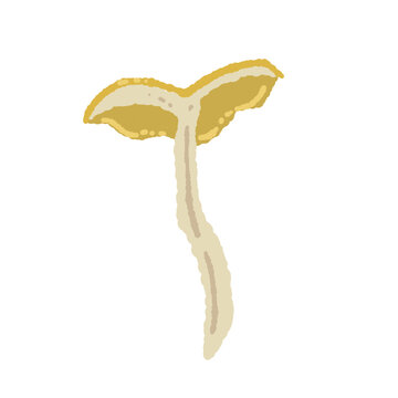 Half Cut Chanterelle Mushroom Variation Vector Illustration