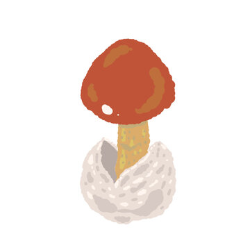 Single Emerging Caesar's Mushroom Hand Drawn Vector Illustration