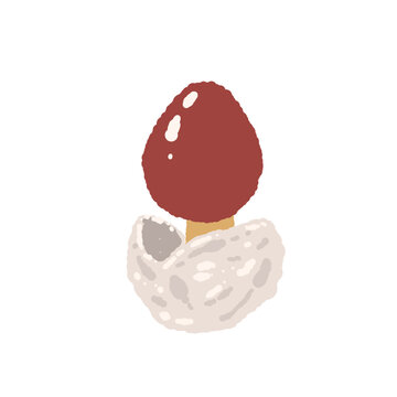 Single Young Caesar's Mushroom Red Cap Hand Drawn Illustration