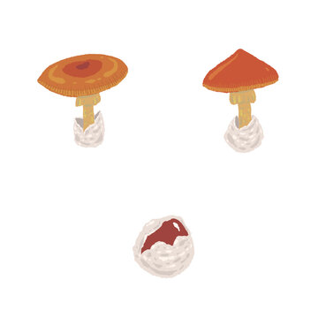 Two Growing Caesar's Mushrooms Hand Drawn Vector Illustration