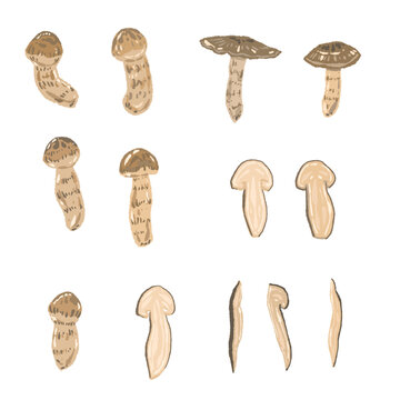 Matsutake Mushroom Variation Set Hand Drawn Vector Illustration