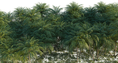 Obraz premium Phoenix roebelenii tree line, Forest Edge, Backdrop cutout, isolate transparent background, Dense tropical palm forest with vibrant green foliage, creating a lush and immersive environment