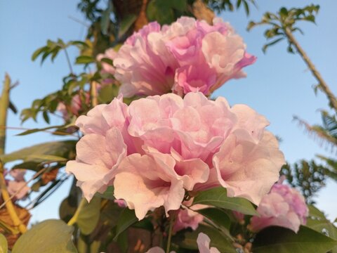 Pink Tabebuia flowers bloom profusely, featuring delicate, trumpet-shaped petals. Their vibrant, captivating color blends with the green foliage and the blue sky backdrop, creating a natural atmospher